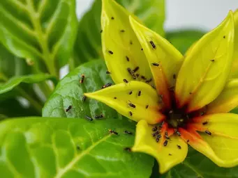 Eliminacja wciornastków z roślin tropikalnych