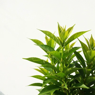 Healthy green plant with new growth, symbolizing successful pest control and plant health