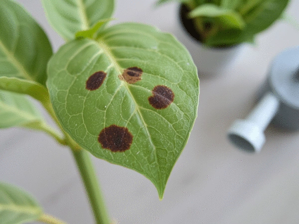 Brązowe plamy na liściach - co je powoduje i jak działać