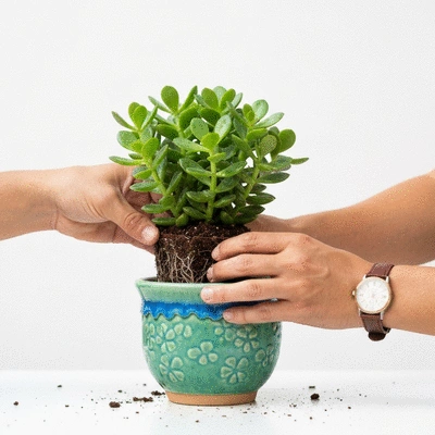 Ręce przesadzające małą roślinę do nowej doniczki, symbolizujące aklimatyzację i opiekę