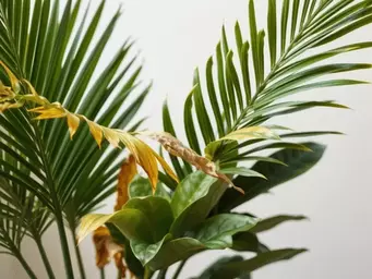 Opadające liście u palm i fikusów - diagnoza i rozwiązanie