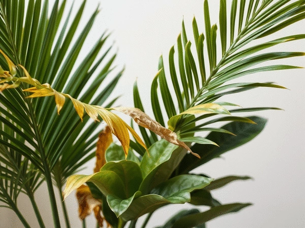 Opadające liście u palm i fikusów - diagnoza i rozwiązanie