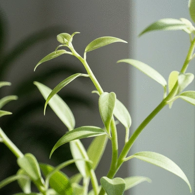 Roślina domowa z wydłużonymi łodygami i jasnozielonymi liśćmi