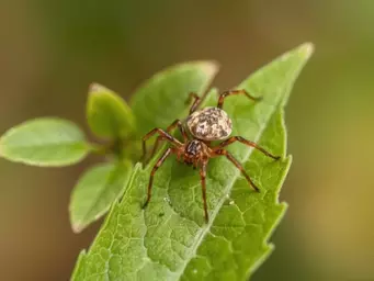 Przędziorek pospolitych - objawy, leczenie i profilaktyka