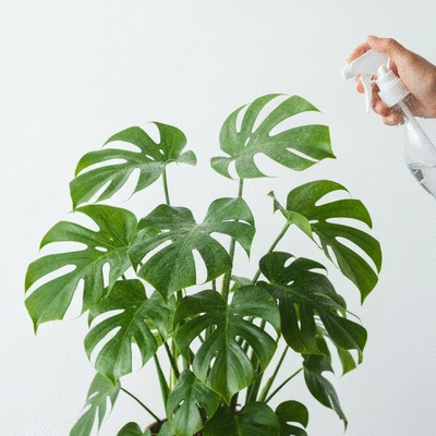Healthy exotic plant being misted with water, bright and clean background