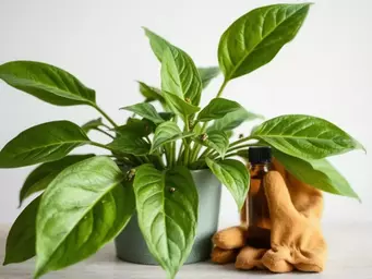 Mszyce na roślinach domowych - skuteczne metody zwalczania