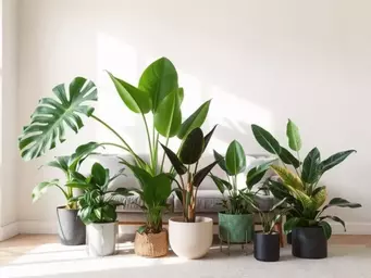 Rośliny do salonu: najlepsze gatunki egzotyczne i tropikalne + praktyczne aranżacje