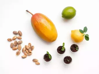 Rośliny egzotyczne z pestki: jak wyhodować w domu mango, awokado, cytrynę i inne cytrusy krok po kroku