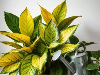 Problemy z roślinami egzotycznymi