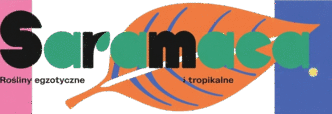 Saramaca - Rośliny egzotyczne i tropikalne