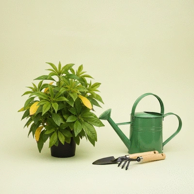 Healthy green plant with some yellowing leaves, a watering can, and gardening tools on a light background, no text, no words, no typography, no labels, clean image