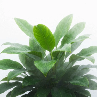 Healthy tropical plant with lush green leaves, mist around it, indicating high humidity