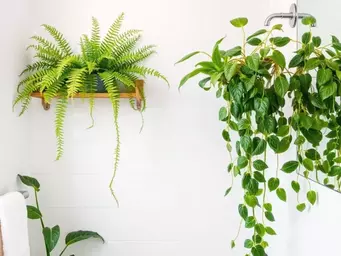 Rośliny do łazienki bez okna i z oknem: lista gatunków + triki na wilgotne zielone wnętrze